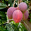 Mango - Thai Red Mango Exotic Fruit Plant