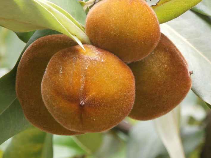 Velvet Apple - Diospyros blancoi Fruit Plant