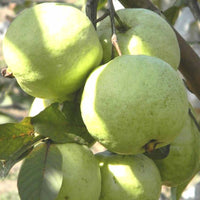 Hybrid Guava - VNR Bihi Guava Exotic Fruit Plant