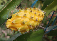 Yellow Dragonfruit Plant