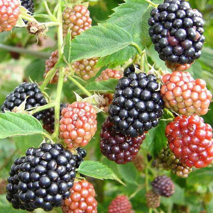 Blackberry - Rubus fruticosus Fruit Plant